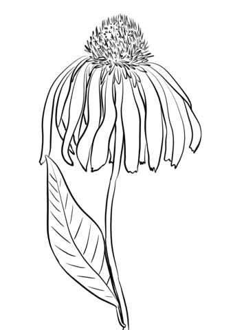 Purple Coneflower Coloring Page